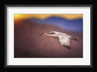 Sunset Flight Fine Art Print