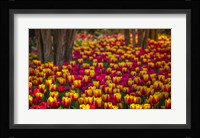 Tulip Sea Fine Art Print