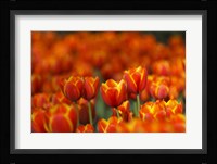 Tulips Forever Fine Art Print
