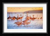 Wading Flamingos Fine Art Print