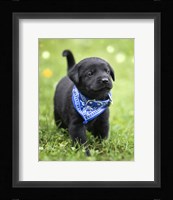 Black Lab Pup 1 Fine Art Print