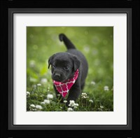 Black Lab Pup 3 Fine Art Print