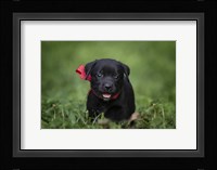 Black Lab Pup 10 Fine Art Print