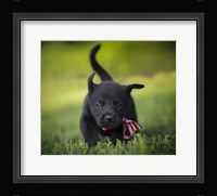 Black Lab Pup 11 Fine Art Print