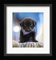 Black Lab Pup 12 Fine Art Print