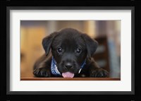 Black Lab Pup 14 Fine Art Print