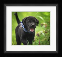 Black Lab Pup 15 Fine Art Print