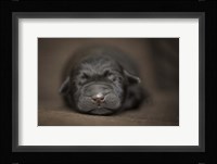 Black Lab Pup Newborn Framed Print