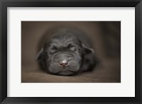 Black Lab Pup Newborn Framed Print
