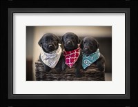Black Lab Pups 2 Fine Art Print