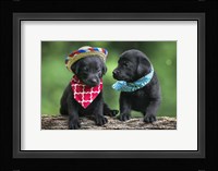 Black Lab Pups 5 Framed Print