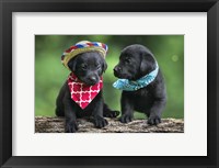 Black Lab Pups 5 Framed Print