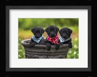 Black Lab Pups 8 Fine Art Print