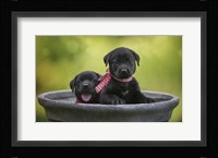 Black Lab Pups 9 Fine Art Print