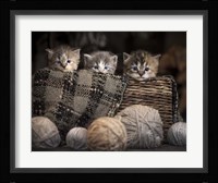 Kittens In A Basket Framed Print