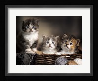 Three Kittens Framed Print