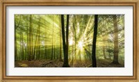 Nebelstimmung mit Sonne im Wald Fine Art Print
