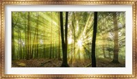 Nebelstimmung mit Sonne im Wald Fine Art Print