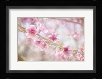 Cherry Pops 06 Framed Print