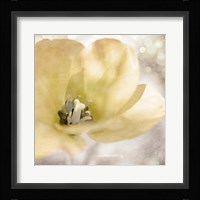 Yellow Tulip 01 Fine Art Print