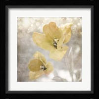 Yellow Tulip 03 Fine Art Print