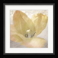 Yellow Tulip 04 Fine Art Print