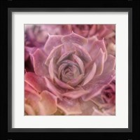 Succulents 04 Fine Art Print
