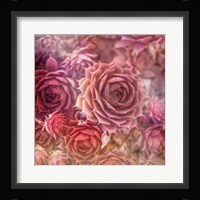 Succulents 06 Fine Art Print