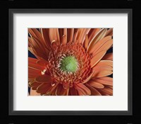 Gerber Daisy Close-Up Fine Art Print
