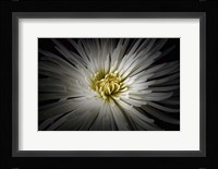 Mum Burst Fine Art Print