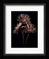 Orange Gerber Daisy Fine Art Print