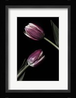 Two Tulips Fine Art Print