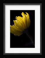 Yellow Mum Fine Art Print