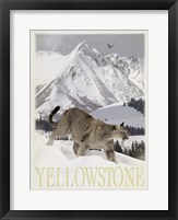 Mountain Lion Fine Art Print