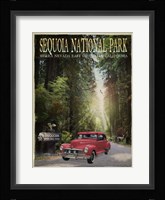 Sequioa National Park Fine Art Print