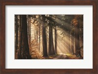 Fresh Autumn Light Fine Art Print