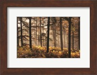 Fern Forest Fine Art Print
