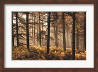 Fern Forest Fine Art Print