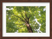 Hardwood Forest Canopy V Fine Art Print