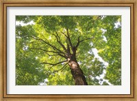 Hardwood Forest Canopy V Fine Art Print