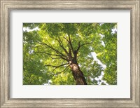 Hardwood Forest Canopy V Fine Art Print