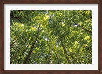 Hardwood Forest Canopy IV Fine Art Print