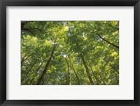 Hardwood Forest Canopy IV Fine Art Print