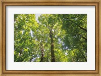 Hardwood Forest Canopy III Fine Art Print