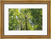 Hardwood Forest Canopy III Fine Art Print