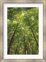 Hardwood Forest Canopy II Fine Art Print