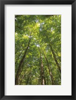 Hardwood Forest Canopy II Fine Art Print