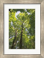 Hardwood Forest Canopy I Fine Art Print