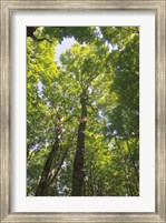 Hardwood Forest Canopy I Fine Art Print