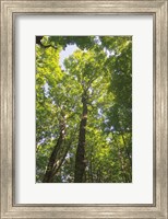 Hardwood Forest Canopy I Fine Art Print